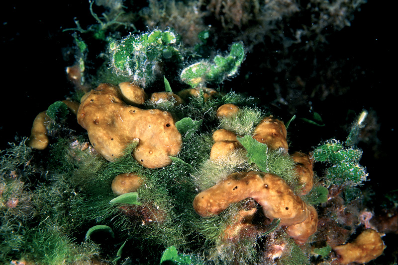 Chondrosia reniformis e Chondrilla nucula